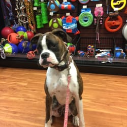 Cold Creek Dog Training - This is Scarlett out n about at a local pet store learning to be calm around people and other animals.