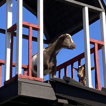 Minnesota Harvest Apple Orchard - a goat and a cat on a balcony - Pick Your Own Farms Near Me - Jordan, Minnesota