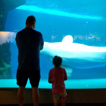 Shedd Aquarium - Great exhibits - Aquariums Near Me - Chicago, Illinois