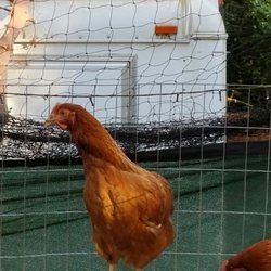 We produce the best fresh eggs from small to Jumbo!
