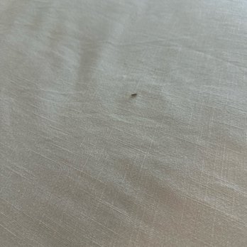 Tuscany at Gabriella Pointe - Live silverfish appear on my bed. I can't go to sleep without having to check the entire bed now every night. - Apartments Near Me - Gilbert, Arizona Tuscany at Gabriella Pointe - Live silverfish appear on my bed. I can't go to sleep without having to check the entire bed now every night. - Apartments Near Me - Gilbert, Arizona