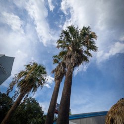 Captain Benny's Seafood - Great palms outside
