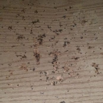 Eagle's Landing Apartments - Inside my kitchen cabinet. The maintenance guy said it's normal wear and tear. What do you think? - Apartments Near Me - Tacoma, Washington