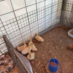 Petting zoo