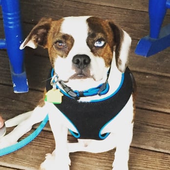 monster pets supplies