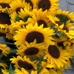 Balanced Harvest Farm - Sunflowers!