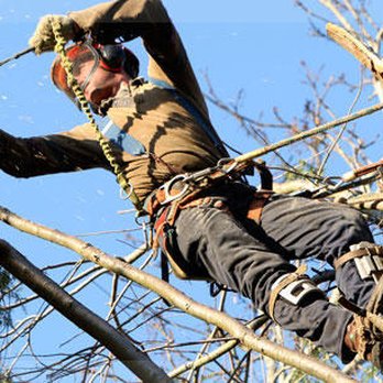 Paul Bunyan's Tree Service - Tree Services Near Me - Wilmington, North Carolina Paul Bunyan's Tree Service - Tree Services Near Me - Wilmington, North Carolina