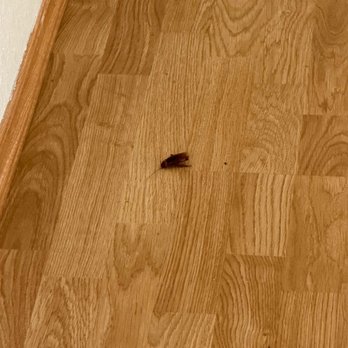 Preventive Pest Control - Pest Control Near Me - Las Vegas, Nevada Preventive Pest Control - Pest Control Near Me - Las Vegas, Nevada