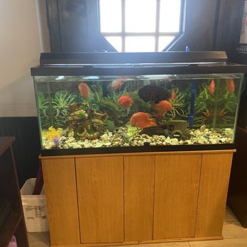 Sushi Village - Fish tank - Japanese Near Me - Irondale, Alabama Sushi Village - Fish tank - Japanese Near Me - Irondale, Alabama
