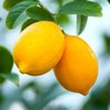 Everything Lemons Gourmet Lemonade gift card