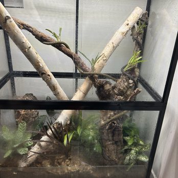 The Bio Dude - Finished Leachianus Gecko Tank - Reptile Shops Near Me - Webster, Texas The Bio Dude - Finished Leachianus Gecko Tank - Reptile Shops Near Me - Webster, Texas