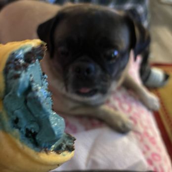 Iced Out Ice Cream - Cookie Monster tayaki - Ice Cream & Frozen Yogurt Near Me - Peoria, Arizona Iced Out Ice Cream - Cookie Monster tayaki - Ice Cream & Frozen Yogurt Near Me - Peoria, Arizona