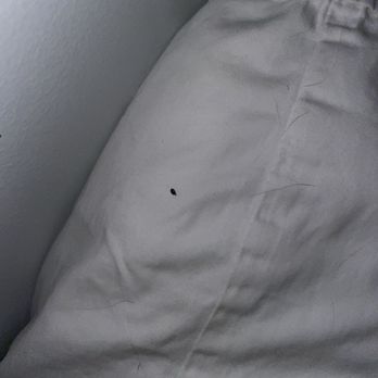Postmark Apartments - Carpet beetle - Apartments Near Me - Stamford, Connecticut Postmark Apartments - Carpet beetle - Apartments Near Me - Stamford, Connecticut