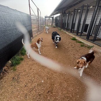 Whistler Ranch Bed And Biscuit - More friends - Pet Boarding Near Me - Blue Ridge, Texas