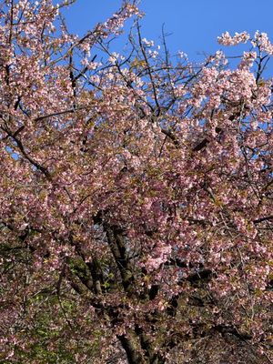 Inokashira Park by null