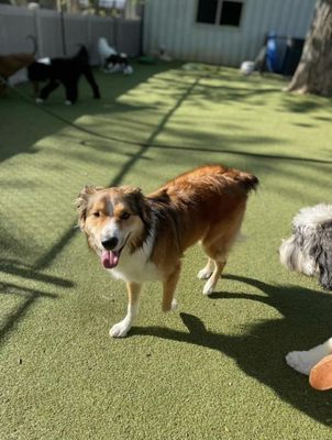 Southlake Classic Pet Retreat