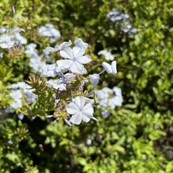 Tijuana River Valley Regional Park Bird & Butterfly Garden