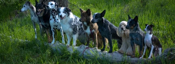 canine cottage boarding