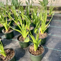 Gunter's Greenhouse