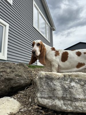 Hearth & Hound by null