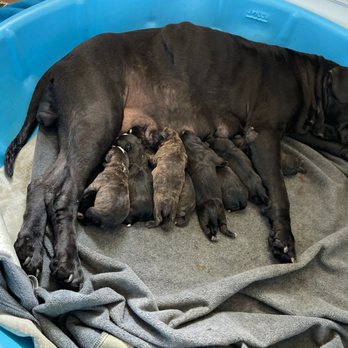 Fosters & Paws - Another day, another rescue - Animal Shelters Near Me - Rio Linda, California Fosters & Paws - Another day, another rescue - Animal Shelters Near Me - Rio Linda, California