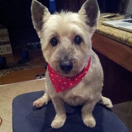 He just got home from "Kathy's Pet Grooming!"  Look at how fantastic he looks!!  :)