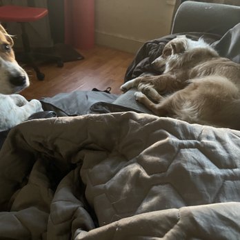 Doggie Dojo - Dog Walkers Near Me - Brooklyn, New York