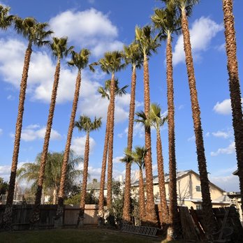 Gastelum Tree Service - Tree Services Near Me Gastelum Tree Service - Tree Services Near Me