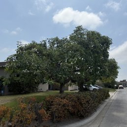 Trees after the trim Trees after the trim