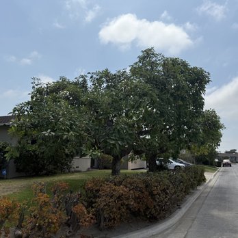 Paez Tree Service - Trees after the trim - Tree Services Near Me - Anaheim, California Paez Tree Service - Trees after the trim - Tree Services Near Me - Anaheim, California