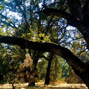 West Valley College - What's hanging from the tree - Colleges & Universities Near Me - Saratoga, California West Valley College - What's hanging from the tree - Colleges & Universities Near Me - Saratoga, California