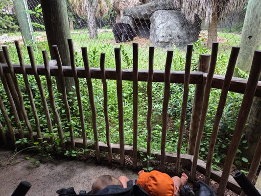 Palm Beach Zoo & Conservation Society by null
