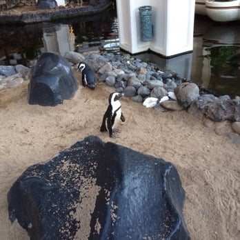 Japengo - Penguin exhibit at the Hyatt! - Asian Fusion Near Me - Lahaina, Hawaii