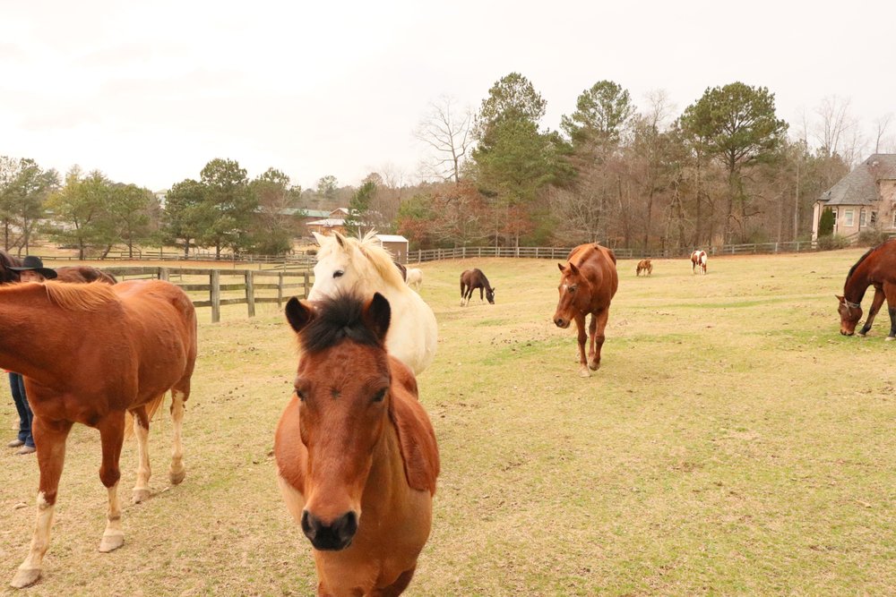 In Your Dreams Farm - equestrian in Alpharetta, GA