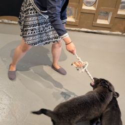 Are You My Human Dog Rescue