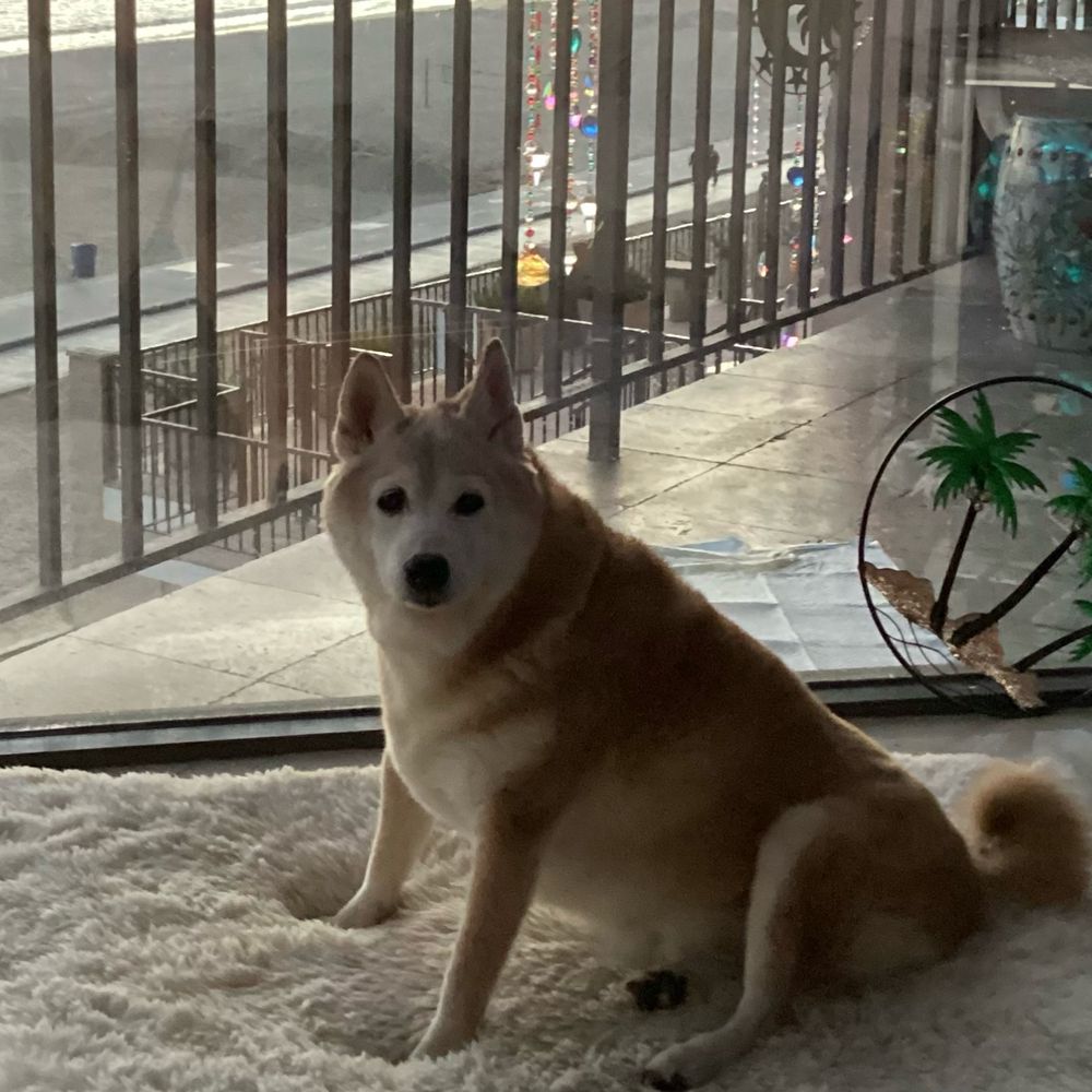 Bitches N Bubbles - Pet Groomers Near Me - Long Beach, California