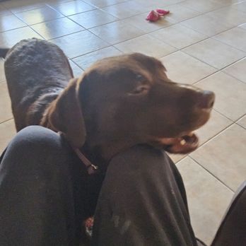 Retrievers and Friends - She is happy to have us as her new family! - Pet Adoption Near Me