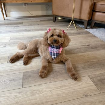 Fluff Pup Spa - Ms. Wrigley SO happy to see Ms.Chastity & her asst at our house & was even more excited to show us how pretty she was when she was done!!! - Pet Groomers Near Me Fluff Pup Spa - Ms. Wrigley SO happy to see Ms.Chastity & her asst at our house & was even more excited to show us how pretty she was when she was done!!! - Pet Groomers Near Me