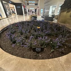 Bloomingdale's