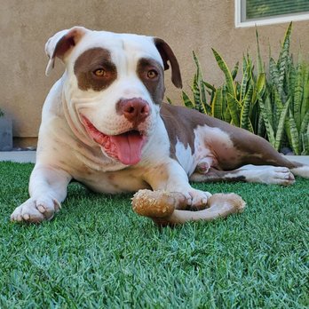 In Total Command Dog Training - Pet Training Near Me - San Diego, California