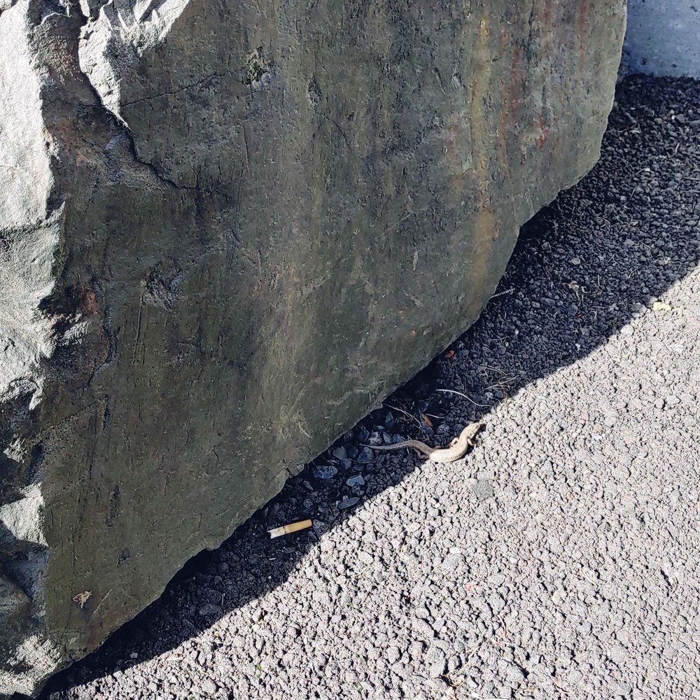 Baker's General Store - The lizard stopped by for a smoke. - Grocery Near Me - Seaside, Oregon