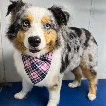Gracies Mobile Grooming - Pet Groomers Near Me