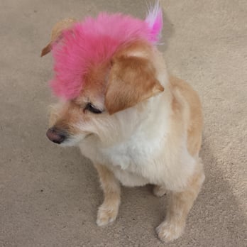 Messy Mutt - Pet Groomers Near Me Messy Mutt - Pet Groomers Near Me