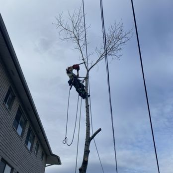 Bees Trees - Removal - Tree Services Near Me