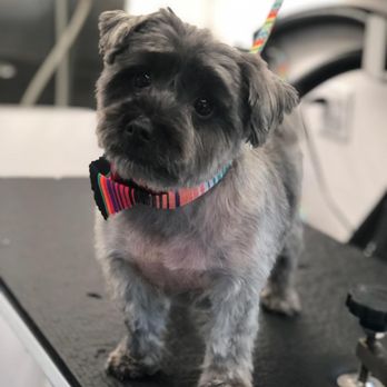 Bark At The Moon Mobile Grooming - Pet Groomers Near Me Bark At The Moon Mobile Grooming - Pet Groomers Near Me