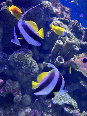 Cairns Aquarium by null