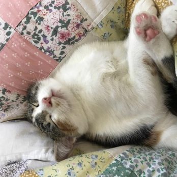 Life Pawtners - Pampered Kitty Cat sleeping, resting, with pretty pink paws... a precious pacified pouncer. Relaxed rascal. - Dog Walkers Near Me
