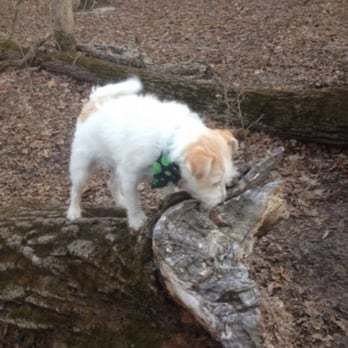 Timber Creek Park - Dog Parks Near Me - Gloucester Township, New Jersey Timber Creek Park - Dog Parks Near Me - Gloucester Township, New Jersey