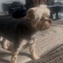 Photo of Lucky Dog Salon