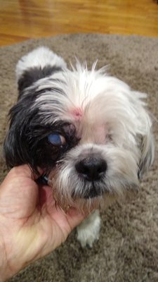 Furside Pet Grooming by null